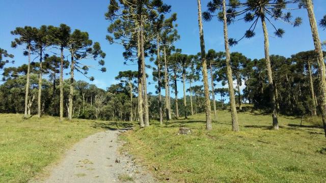 Sítio em Urubici/chácara em Urubici - Foto 6