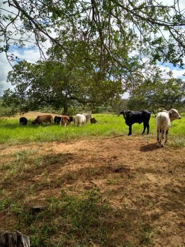 Fazenda em Ribeira do Pombal - Foto 16
