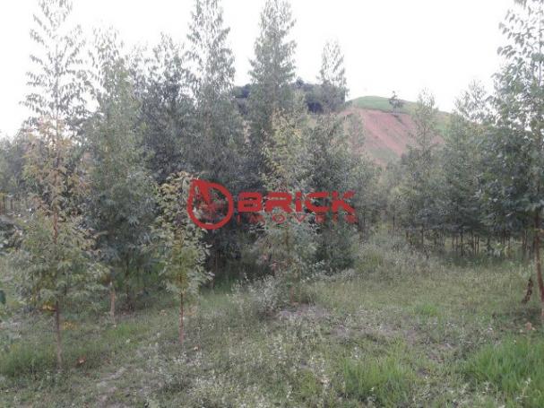 Terreno com 40.000m² e com 5.000 pés de eucalipto em papucaia - Foto 16