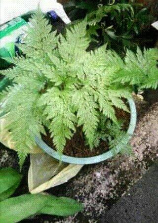 Plantas - Foto 2