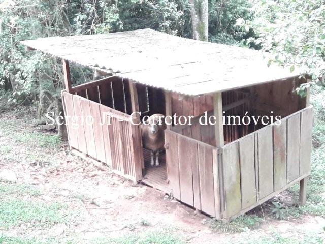 Sítio com 6.000m², casa, piscina em Montenegro - Foto 5