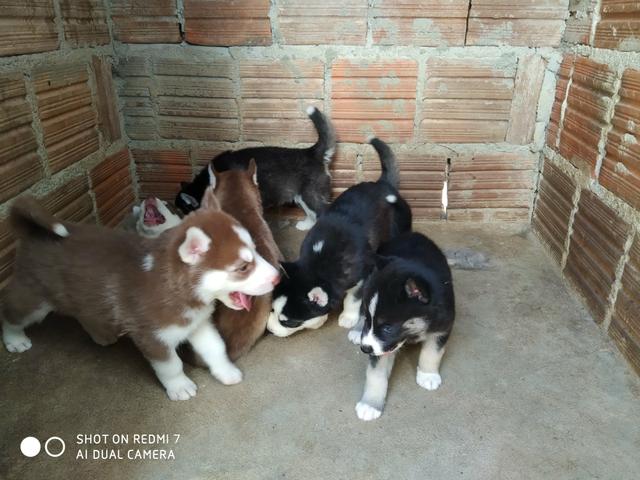 Filhotes de Husky Siberiano - Foto 6