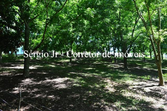 Sítio com 6.000m², casa, piscina em Montenegro - Foto 13