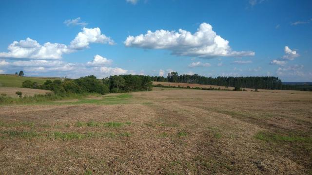 234 Hectares - 97 Alqueires - Planta 52 Alqueires - Palmeira - Foto 12