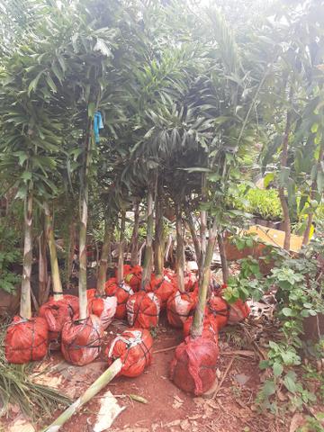 Mudas da palmeira rabo de raposa 1.5mt
