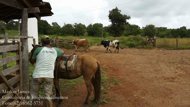 Fazenda em Porangatu!! - Foto 8