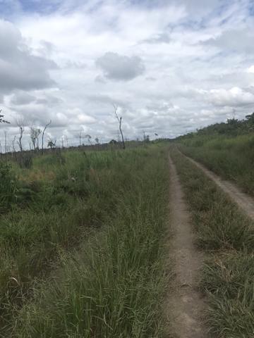 Vendo área de fazenda na Br 319 AM próximo a Porto Velho/Ro - Foto 6
