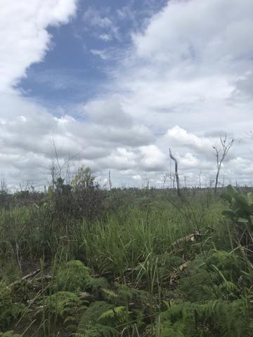 Vendo área de fazenda na Br 319 AM próximo a Porto Velho/Ro - Foto 12
