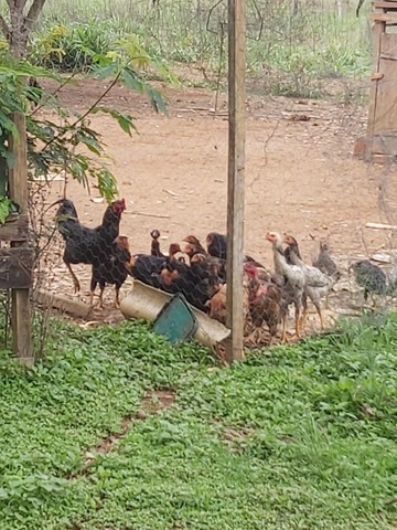 Oportunidade!!!! Vendo linda CHÁCARA! - Foto 4