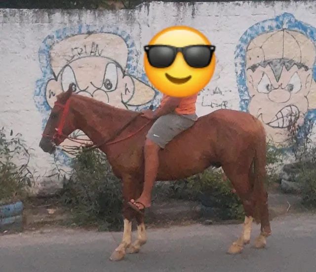 Cavalo alazão tostado de marcha picada - Cavalos e acessórios