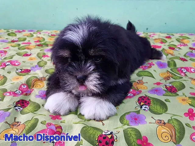 Filhotes de Shih tzu Lhasa - Cachorros e acessórios - Muribeca