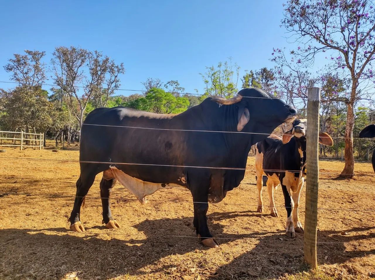 Venda ou troca Três 1 boi 1 já cobrindo e 1 garrote