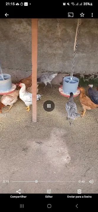 Galinha caipira  - Foto 4