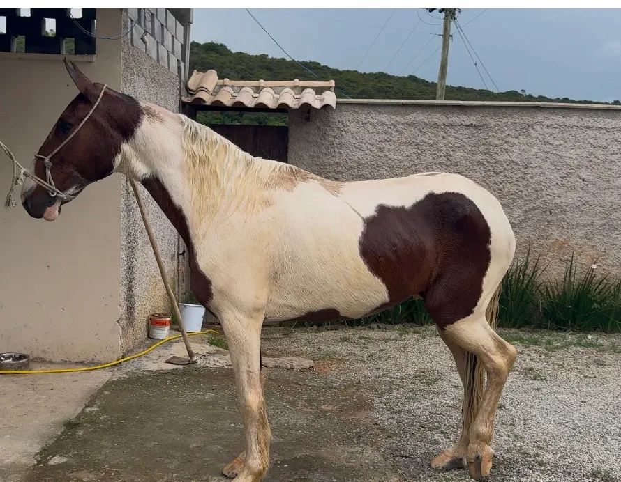 Cavalo pampa marcha picada!!