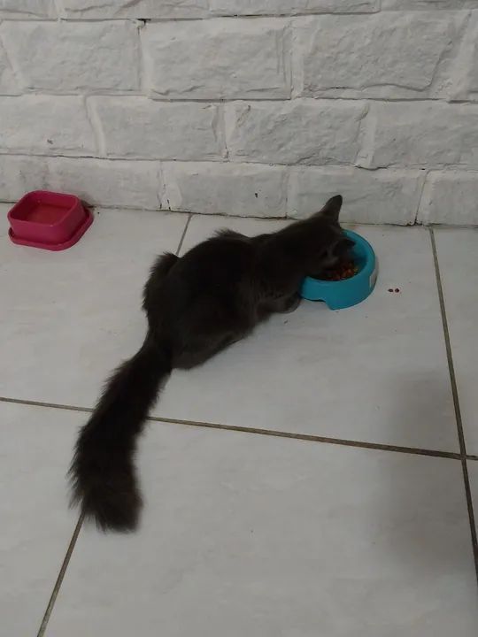 Gato cinza de olhos amarelos disponível para adoção - Foto 6