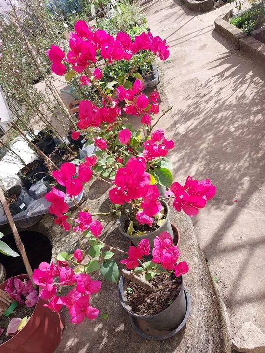 Pau brasil  - Foto 6