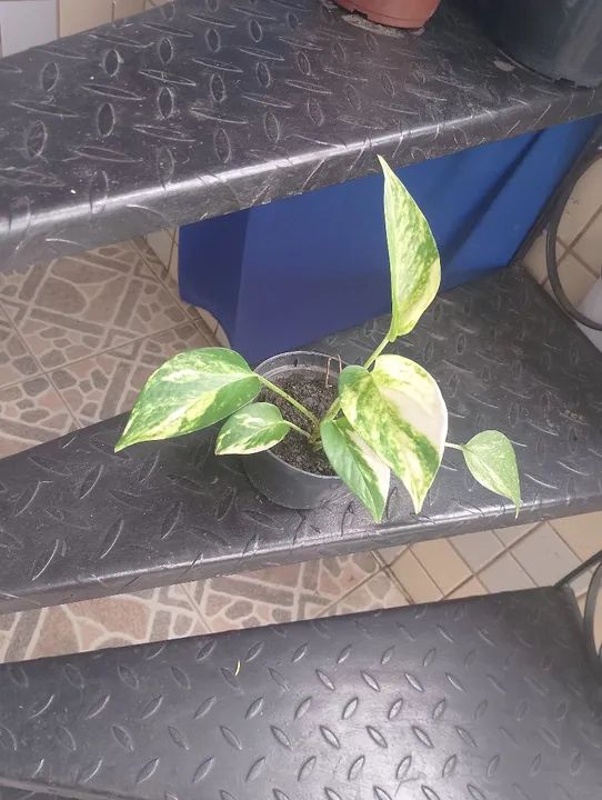 Planta jibóia  - Foto 2