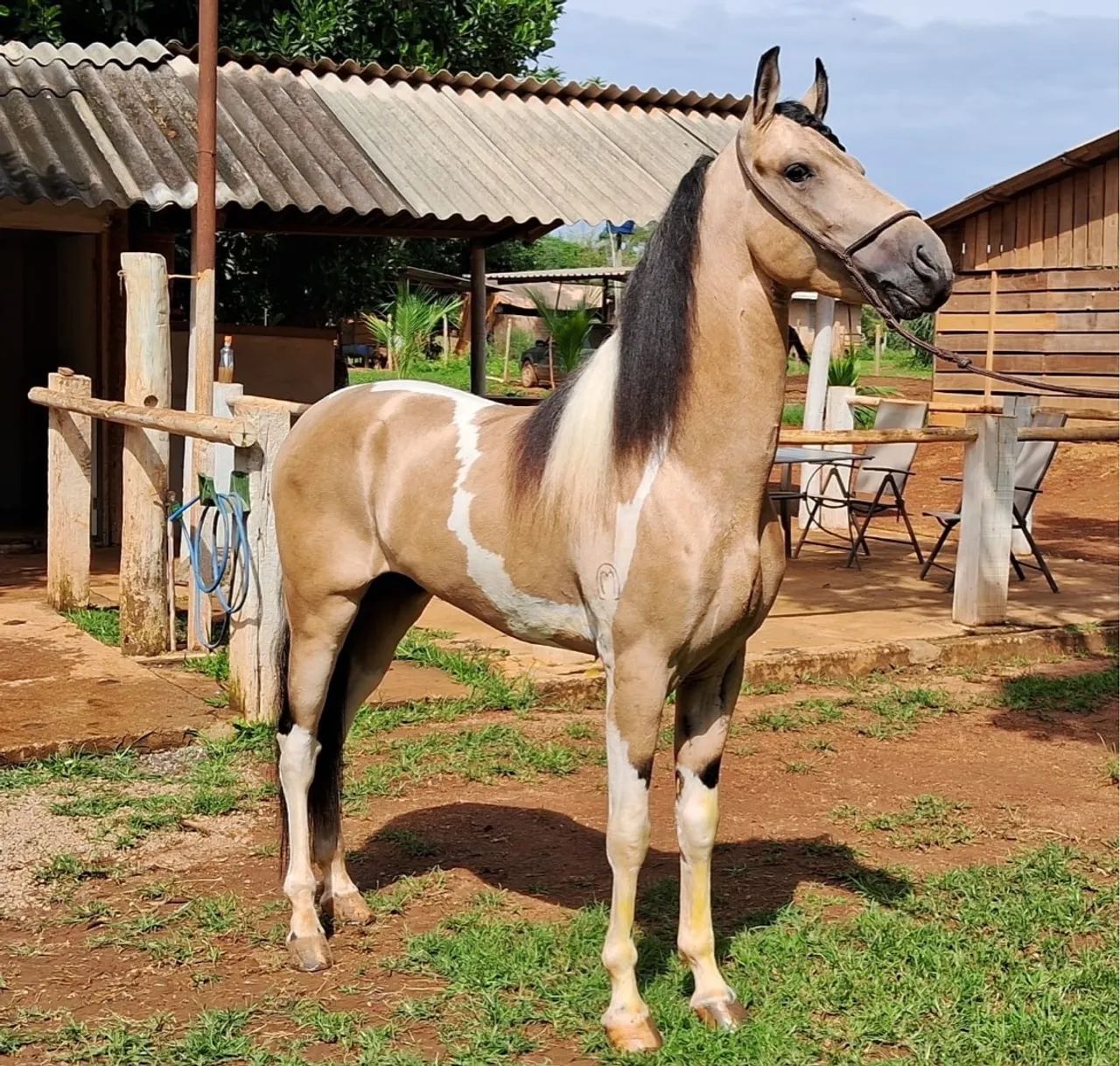 Mangalarga baia pampa marcha centro/picada