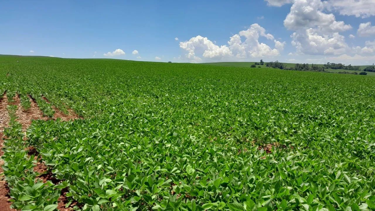 Fazenda de 84 alqueiro  - Foto 5