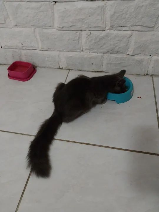 Gato cinza de olhos amarelos disponível para adoção - Foto 5