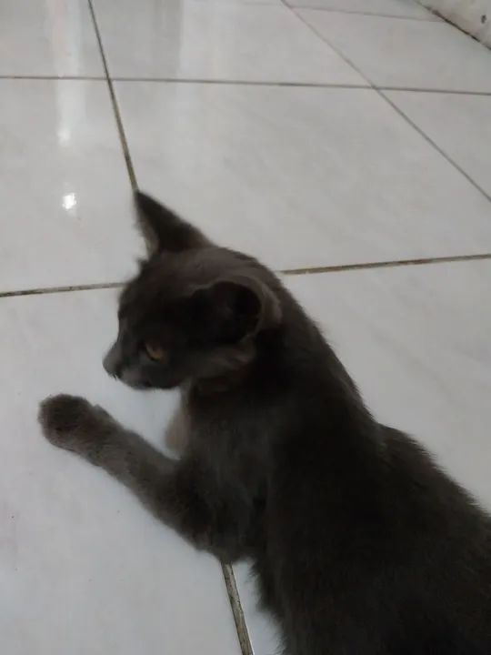Gato cinza de olhos amarelos disponível para adoção - Foto 4