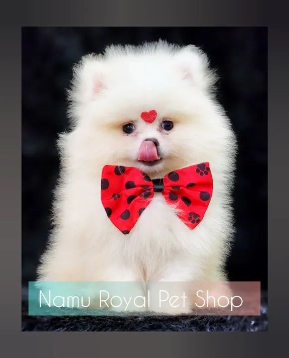 filhote de Spitz Alemão  - Foto 2