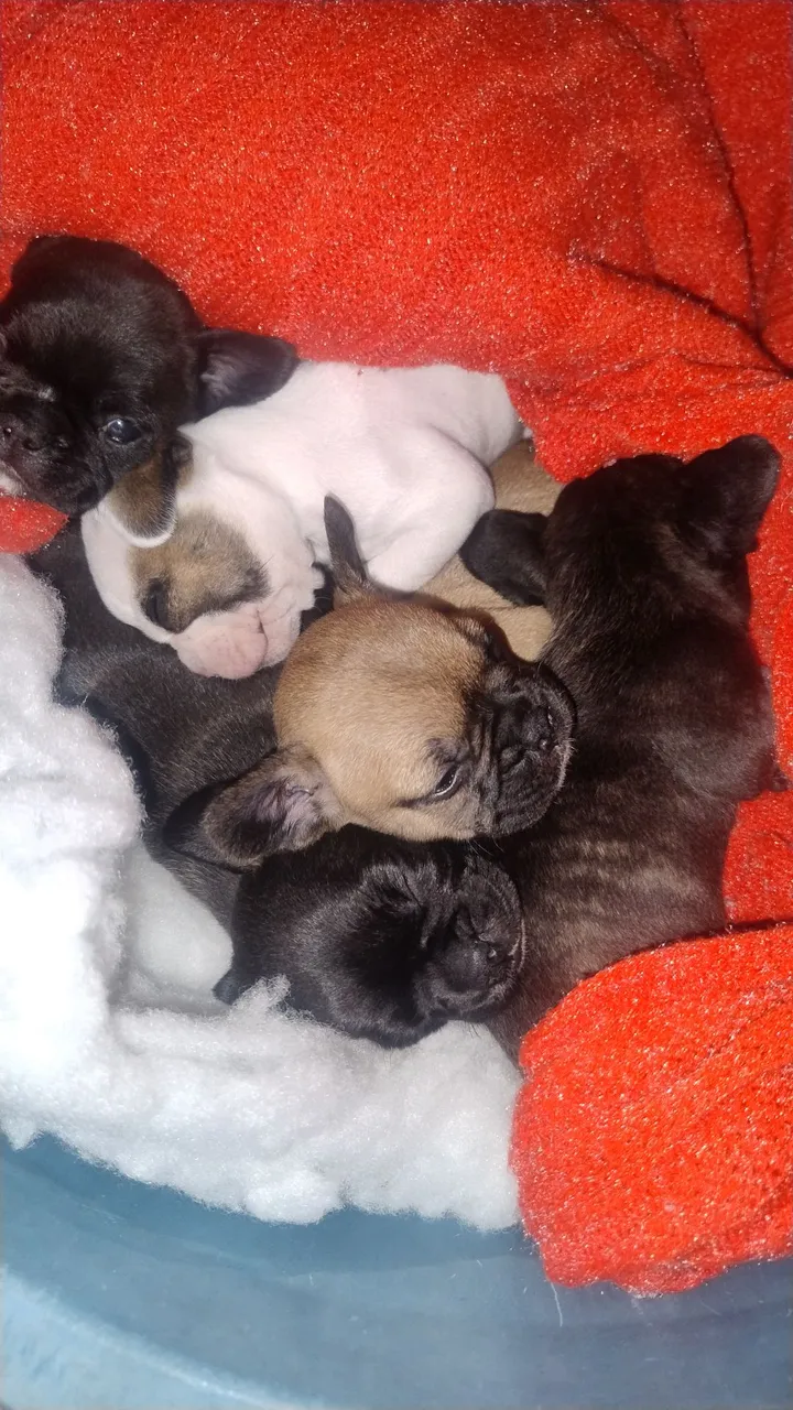 Filhotes de Bulldog Francês