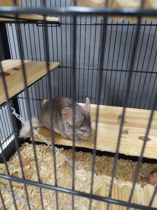 Chinchila + Gaiola  - Foto 4
