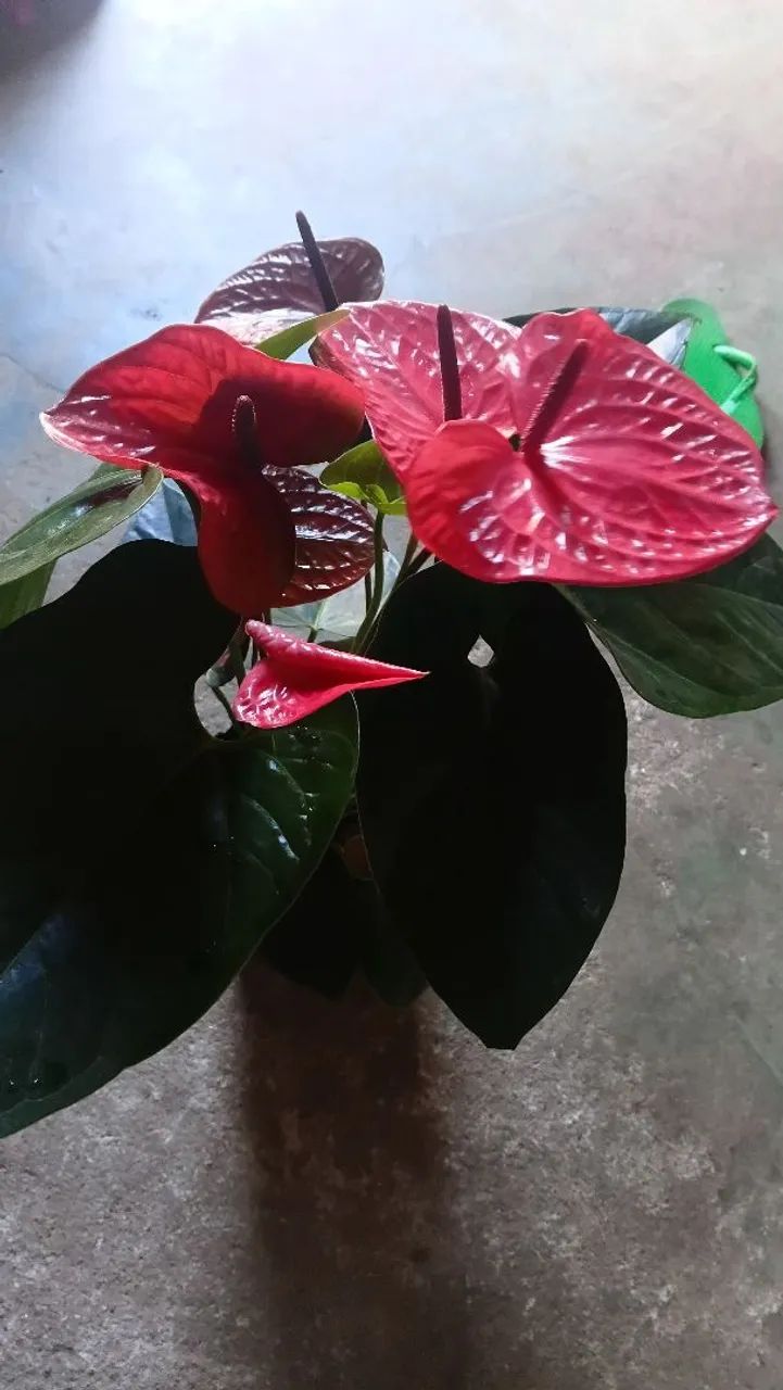 Vende-se  lindas plantas para decorar sua casa e seu jardim 