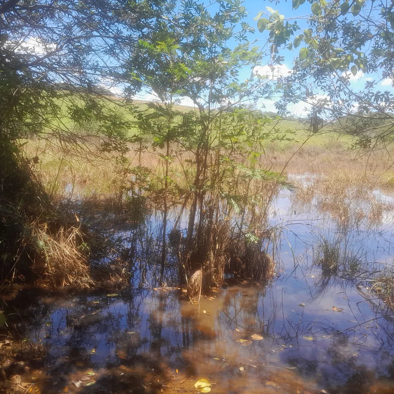 Terreno com área verde em ótima localização - Foto 4