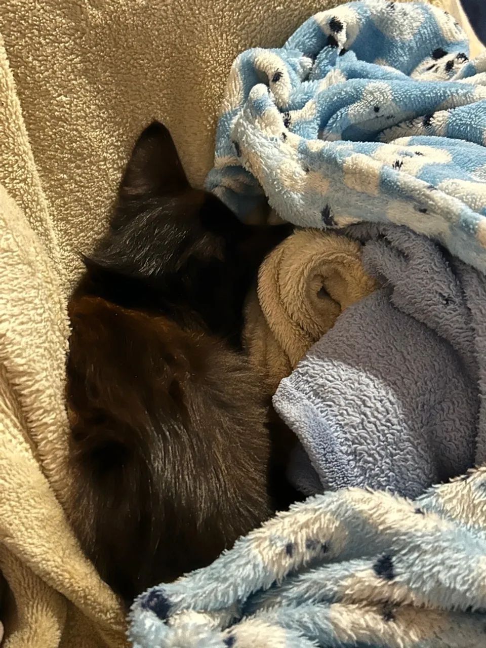 Gatinhos pretos para adoção - Foto 4