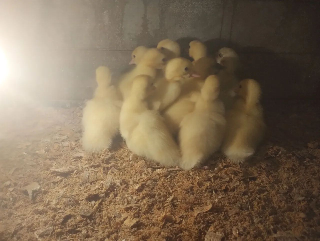 Filhotes de Patos Gigante Alemão  - Foto 2