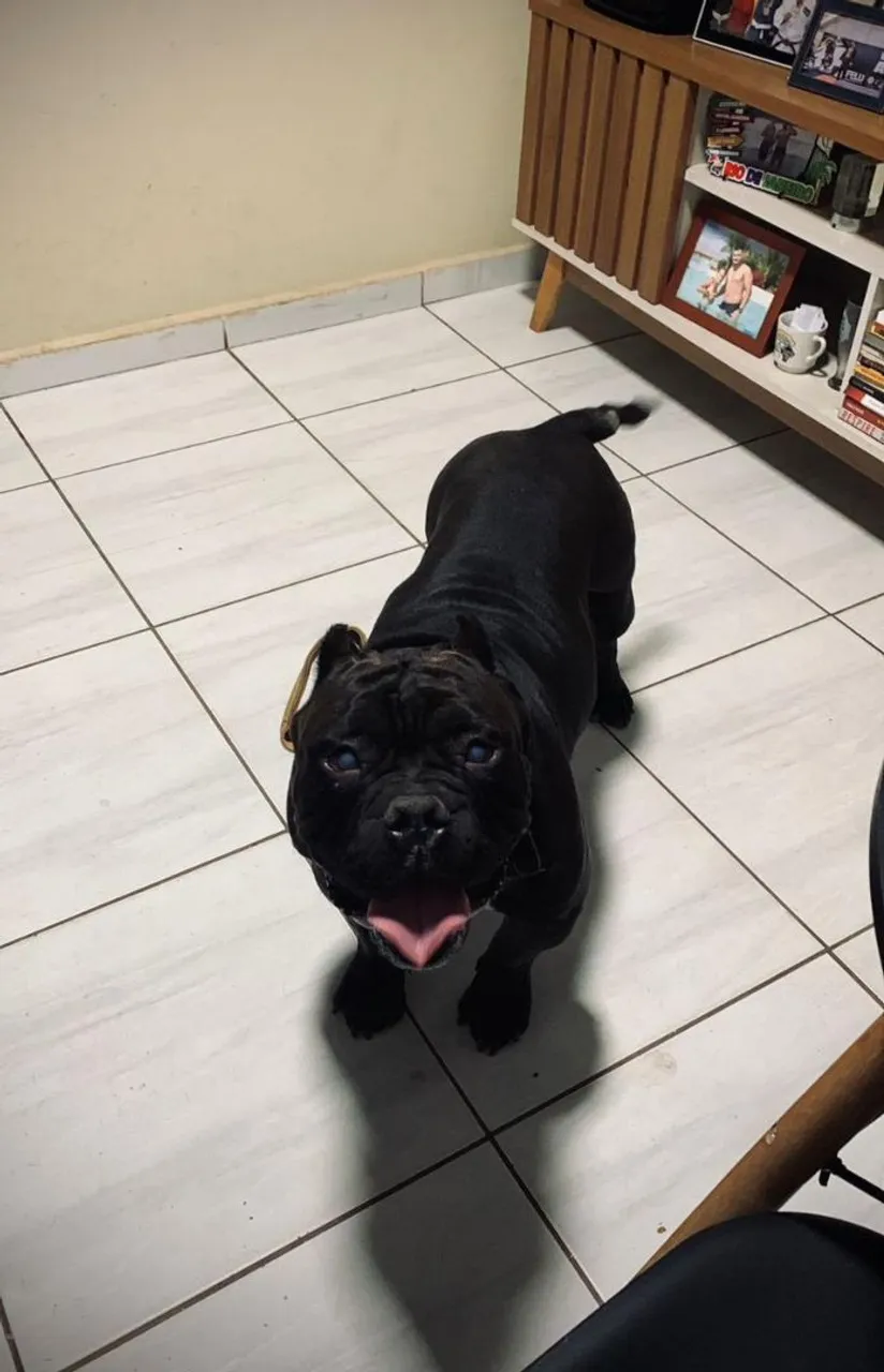 American Bully para adoção