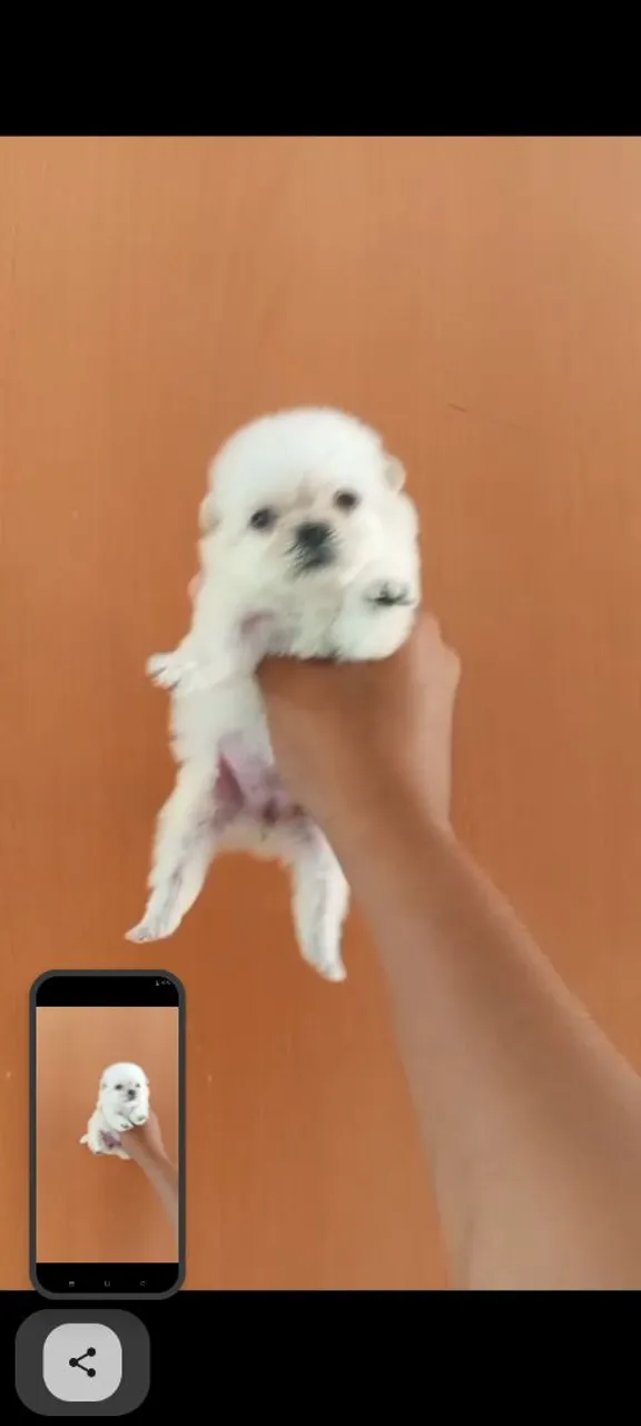 Spitz alemão anão fêmia