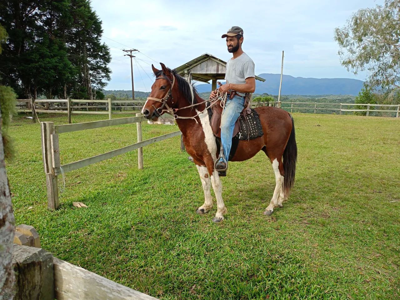Cavalo Pampa Marchador - Foto 2