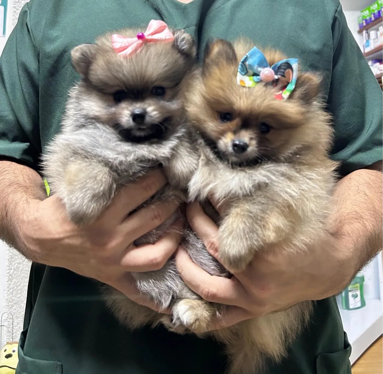 Lulu da pomerânia - fêmea
