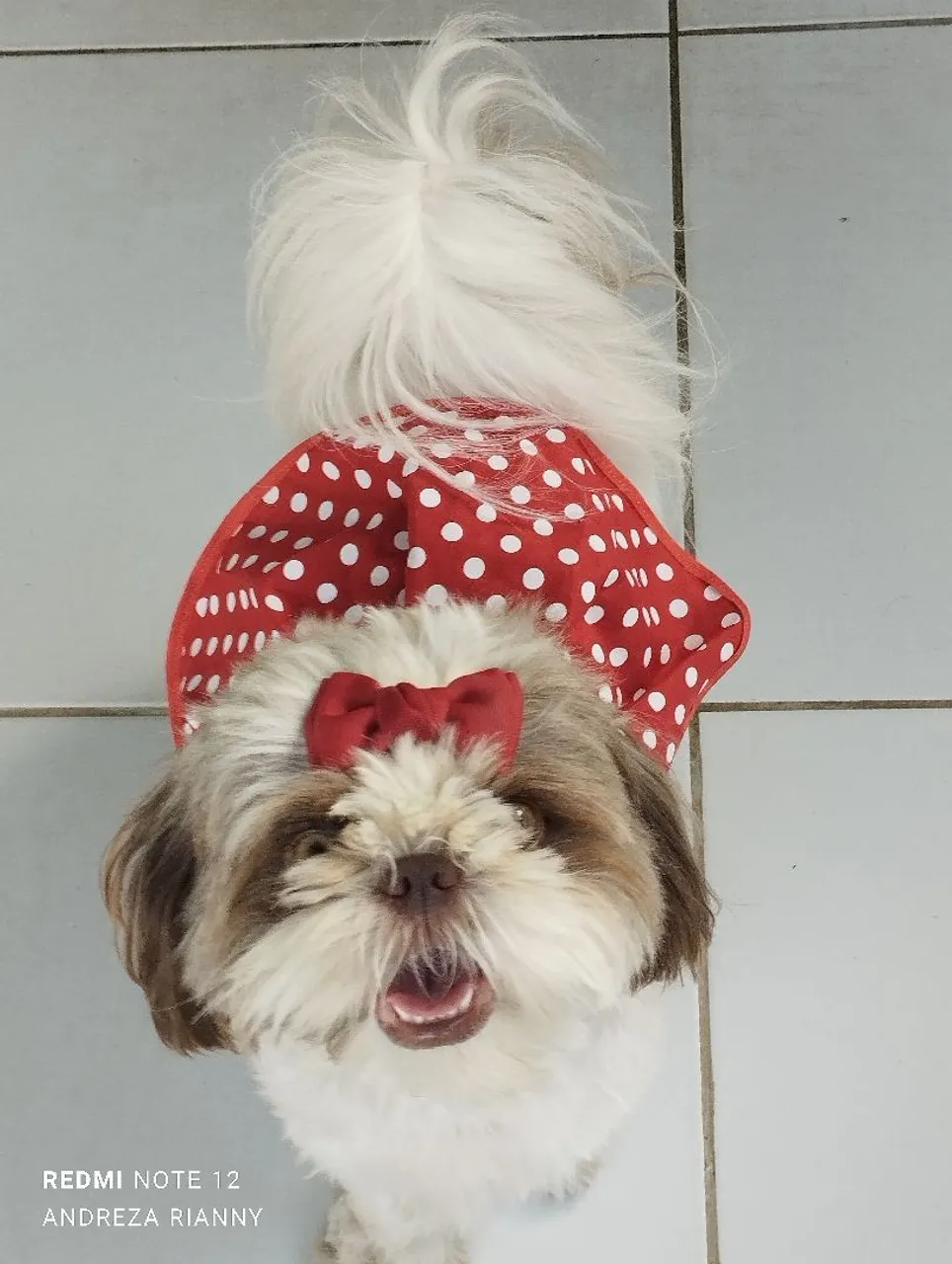 Shih Tzu Fêmea Charmosa com Laço