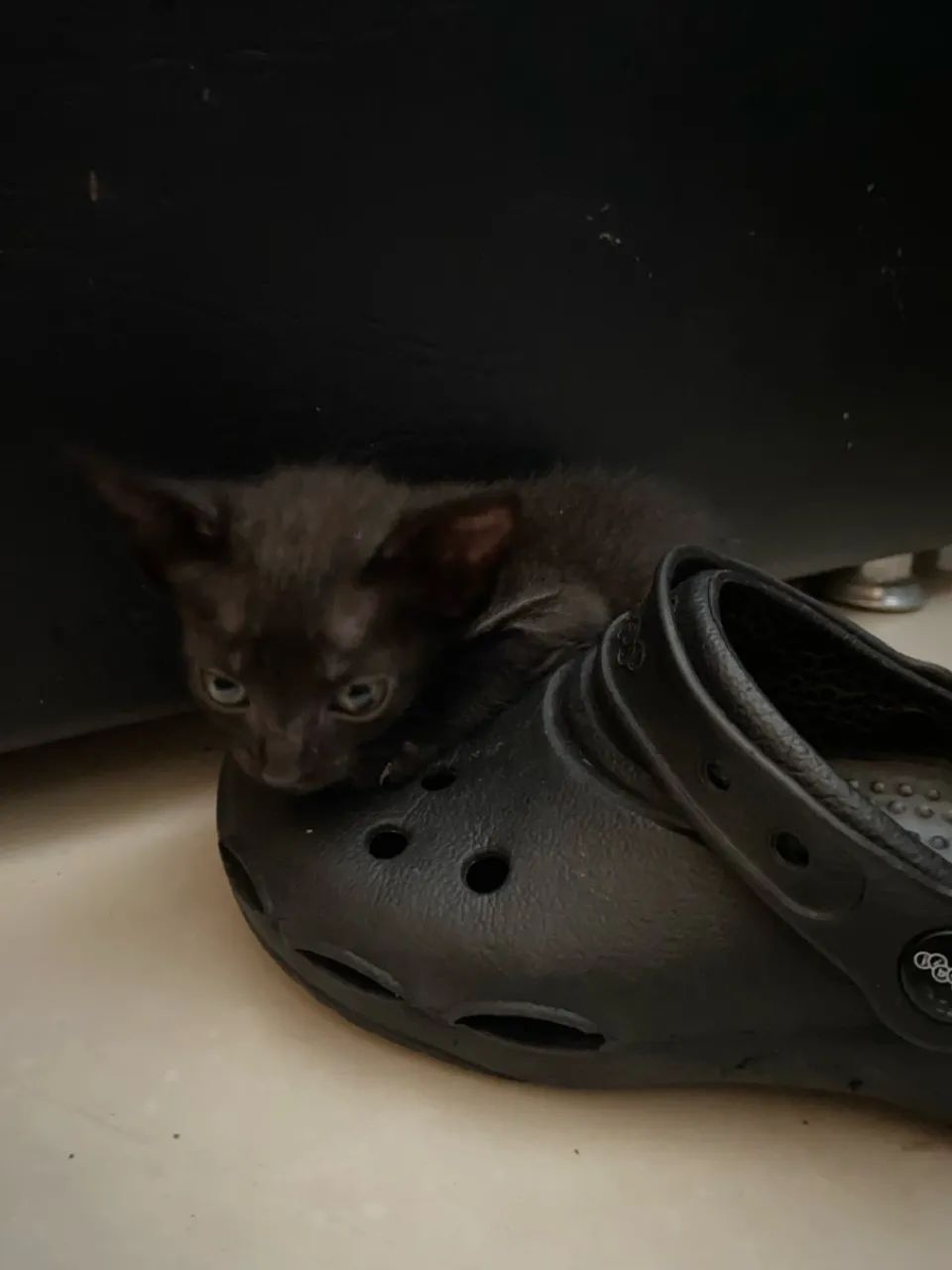 Gatinhos filhotes para adoção - Foto 3