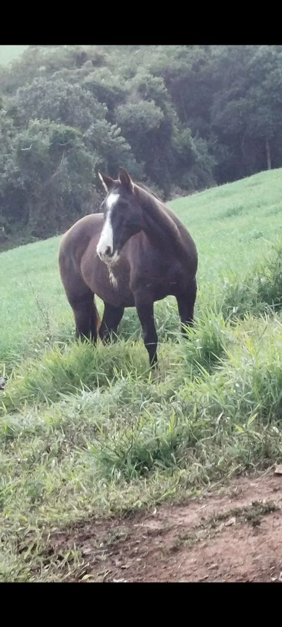 Vendo Cavalo
