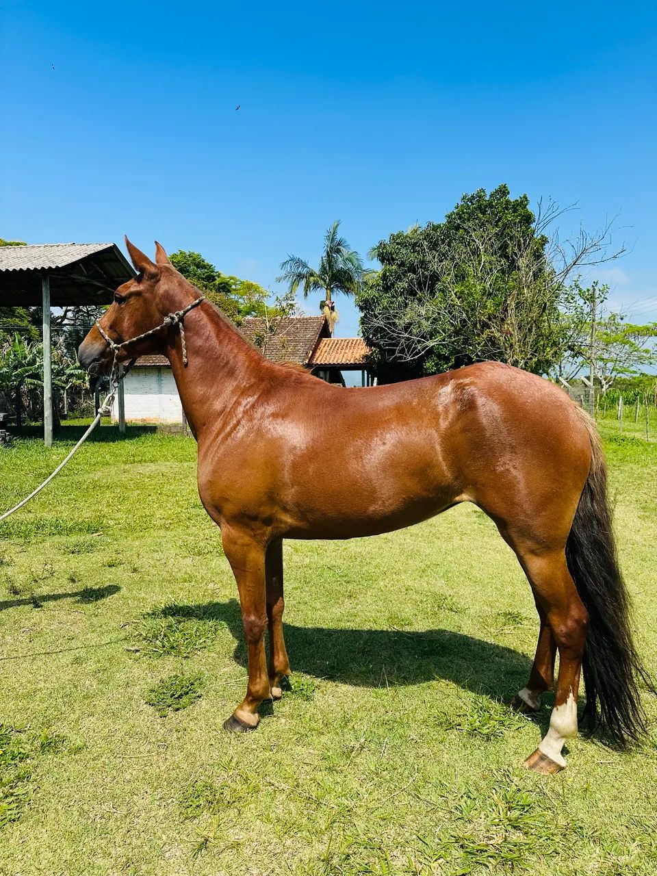 Éguas mangalarga marchador  - Foto 2