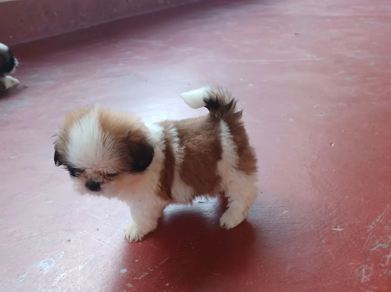 Filhote Shih Tzu