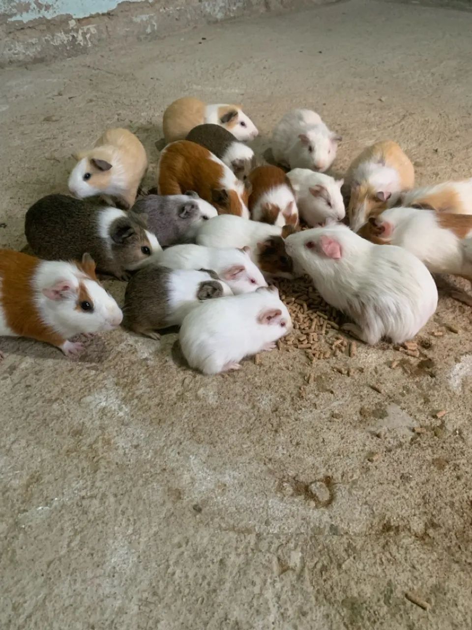 Porquinhos da índia!