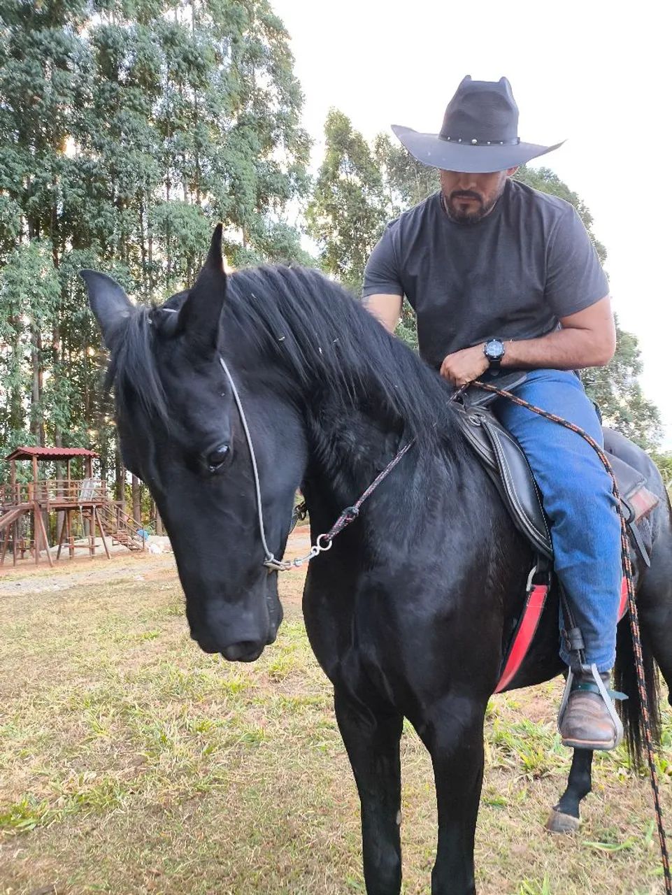 Égua Quarto de Milha Prenha  - Foto 4