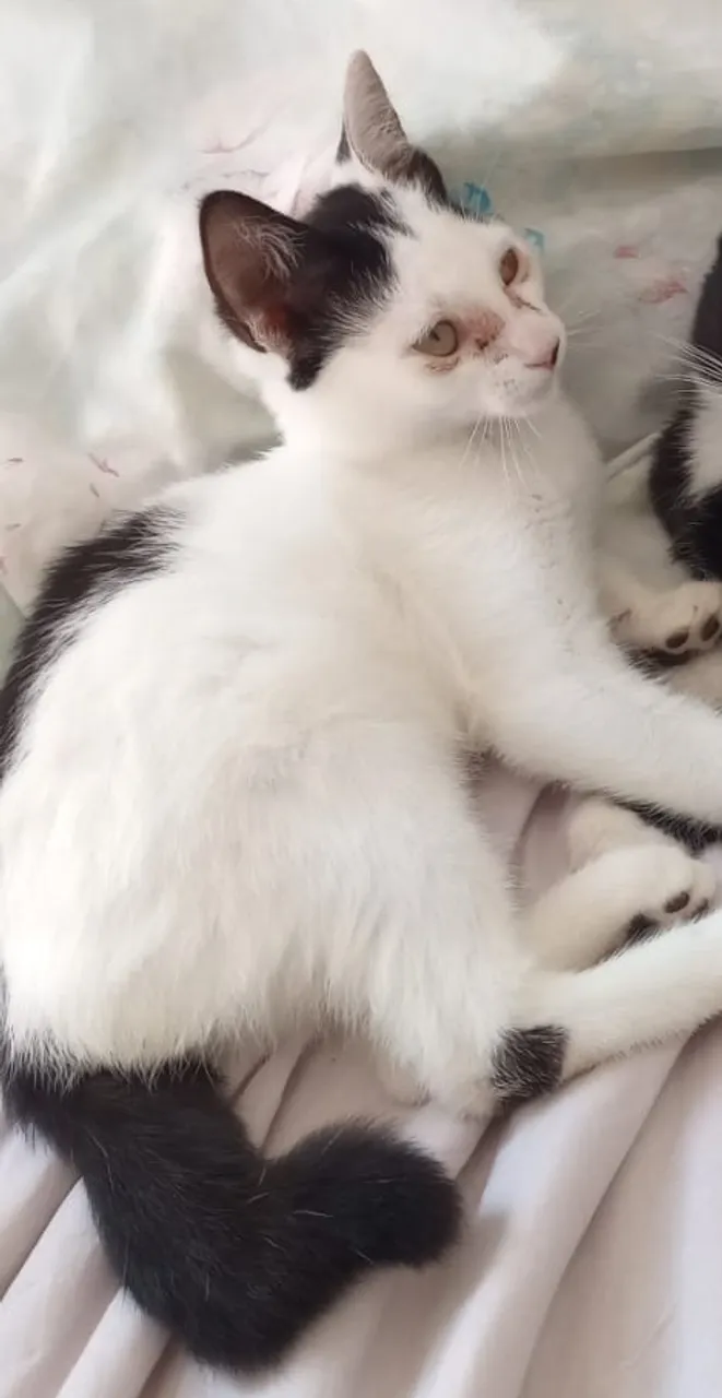 Linda gatinha para adoção 