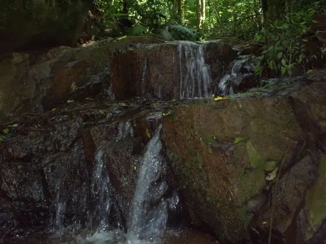 Foto - Onça de Pitangui - 