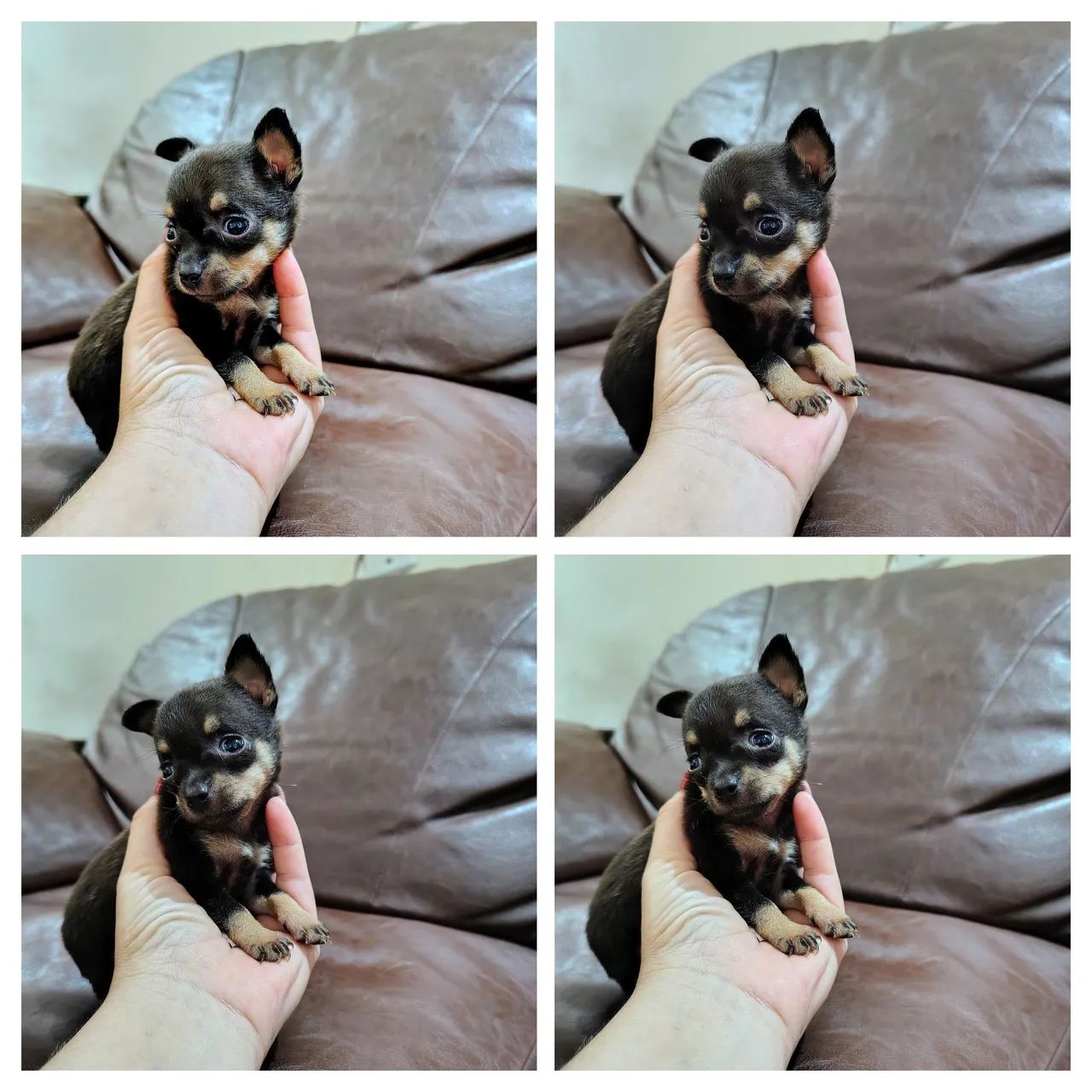 Lindas Pinscher Mini fêmeas e machos  - Foto 2