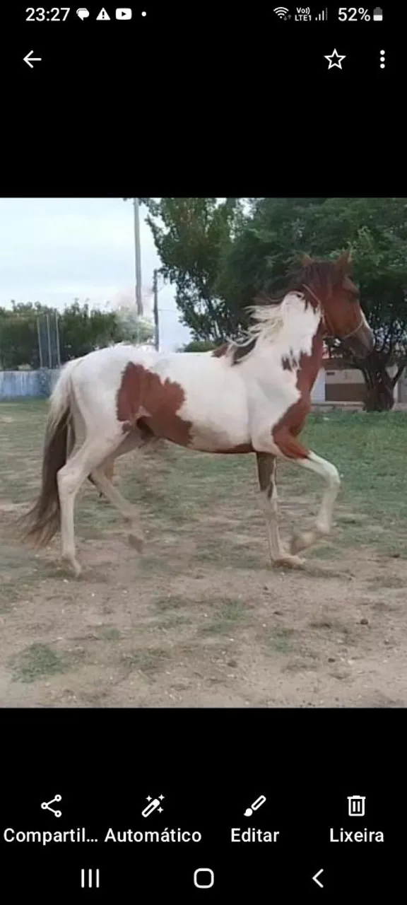 Potra