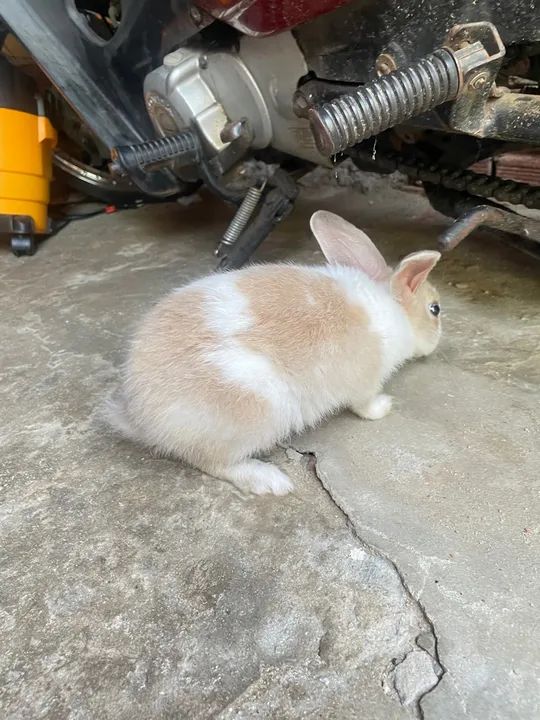 Coelhinho fofinho disponível para adoção - Foto 2