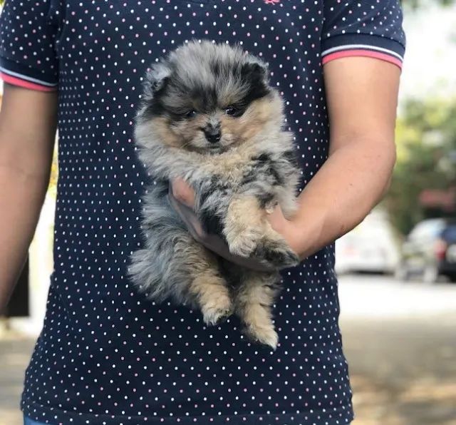 Spitz Alemão padrão boo, melhor linhagem conosco