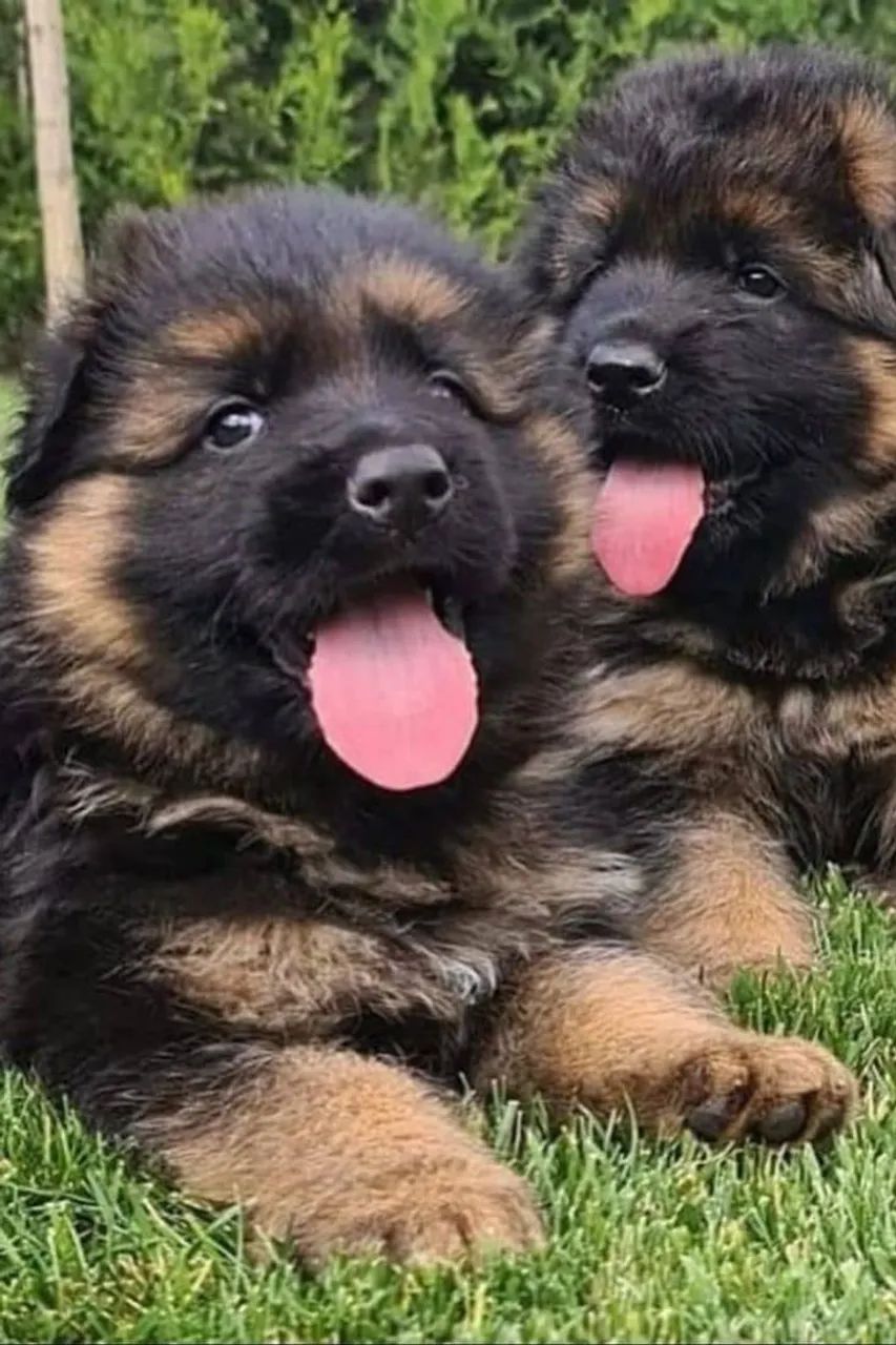 Pastor alemão- macho e fêmea 52 dias 